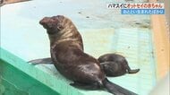 見られるのは今だけ！ 生まれたばかりのオットセイの赤ちゃん　かわいすぎる姿に飼育員もメロメロ【高知発】