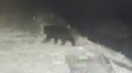 【ヒグマ速報】遡上してきたサケを食べたか…サケふ化場近くの川をゆっくりと長時間うろつくクマの姿がカメラに捉えられる…中州にはフンも＜北海道新ひだか町＞