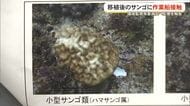 沖縄防衛局が環境監視等委員会で報告　辺野古の埋め立て工事で作業船がサンゴに接触し一部が消失