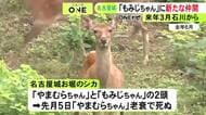 先月から“もみじちゃん”1頭に…名古屋城のお堀のシカ 来年3月を目標に若いメス1頭を石川県森林公園から譲り受ける方針