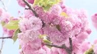 ピンクに白、黄緑も…色とりどりの八重桜が“モコモコ”に咲く　福井市北部の新幹線高架下に約500本