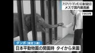 アジアゾウ「ダンボ」60歳に　日本平動物園の開園時にタイから静岡へ　メスとして国内最高齢　来園者が誕生日と還暦をお祝い