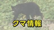 クマ出没情報　富山市で子グマの足跡を確認　去年大量出没の場合は翌年春先も出没多い傾向、注意呼びかけ