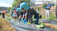 大切な「おいも」を全部食べられた…イノシシ被害を乗り越え　鏡洲小学校で甘藷の苗を植え付け　畑に電気柵設置で対策