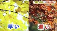 「黄葉」は早いが「紅葉」は遅め　夏の猛暑と少雨、秋の高温が影響　福井県内の見頃は11月中下旬に…秋の深まりじっくり感じて
