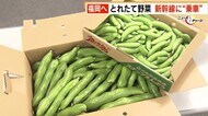 とれたての野菜 新幹線に“乗車“ 1時間半で鹿児島から福岡へ