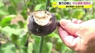 サルの被害多発で「サルバスター」設立へ 美浜町が補助金【福井】
