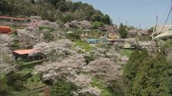 ‟外出自粛要請” 商店街や観光地 さらに客足遠のく 夜桜ライトアップも中止 大分