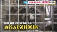 日本でアライグマ急増中　壁に穴の被害　感染症リスクも　屋根裏に住むアライグマ追い出し作戦【関西発】