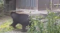 「成獣クマ」が住宅玄関前を駆け抜ける映像　富山市小杉で県内初の「緊急銃猟」発令も依然行方不明、付近の富山南高校で警戒対応が続く