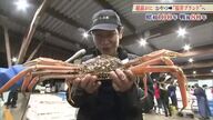 “黄色いタグ”でおなじみ「越前がに」　江戸時代にはすでに特産物だった　恵まれた漁場、資源保護への意識が持続可能なブランドを確立　福井