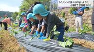 大切な「おいも」を全部食べられた…イノシシ被害を乗り越え　鏡洲小学校で甘藷の苗を植え付け　畑に電気柵設置で対策