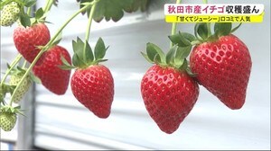 「甘くてジューシー」口コミで人気 秋田市産イチゴの収穫