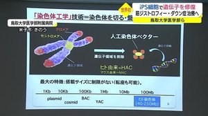 iPS細胞を活用し難病治療を 鳥取大学ら世界初の成果発表