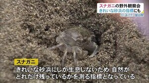 砂浜の環境の指標にも…「スナガニ」野外観察会