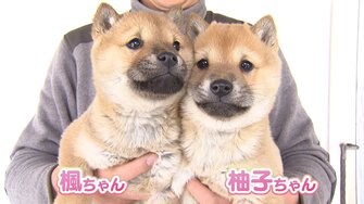 かわいすぎる Snsで話題の希少犬種 山陰柴犬 一時は絶滅の危機に 繁殖活動に力注ぐ