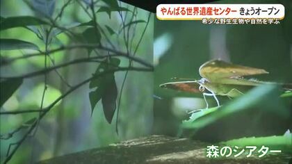 やんばる世界遺産センター7月16日新たにオープン！