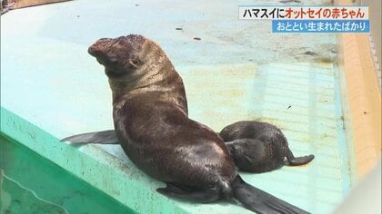 見られるのは今だけ！ 生まれたばかりのオットセイの赤ちゃん　かわいすぎる姿に飼育員もメロメロ【高知発】