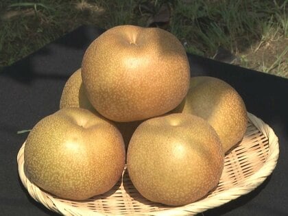 大玉で糖度が高いのが特徴…愛知県安城市で特産のブランド梨「甘ひびき」の収穫始まる 生育は例年比で1週間ほど早く