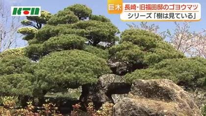  切られてもなお葉を茂らせ　「旧福田邸のゴヨウマツ」　原爆の被害にも　長崎県内の巨木・名木を紹介