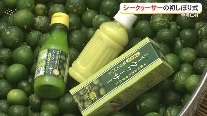 甘酸っぱ爽やか！シークワァーサーの初搾り　台風の影響もあり前年から4割減