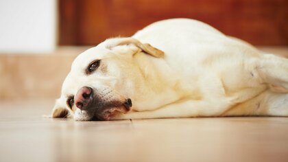 “室内飼い”の一般化で増えた？愛犬が“うつ”になることもある「分離不安」…行動の特徴と見極めのポイント