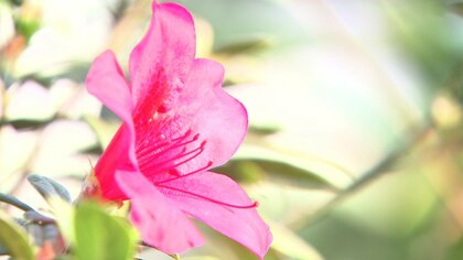 ツツジが咲く暖かさ…長崎市は25度の夏日で半袖手放せず　本格的な秋はいつやってくるのか？【長崎発】