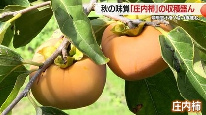 秋の味覚 「庄内柿」の収穫ピーク　昼夜の寒暖差で色づき一気に進み大忙し　山形・鶴岡市