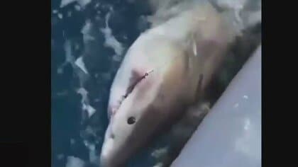 12歳が200キロのホオジロザメ釣り上げる　手巻きで格闘45分…専門家「大人でも難しい」　アメリカ