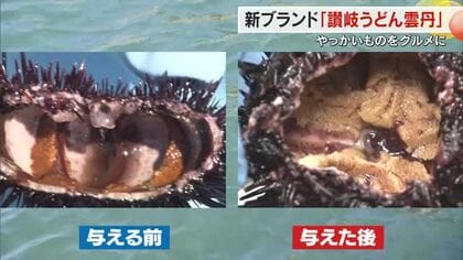 瀬戸内海の磯焼け問題とフードロスの課題解決で香川に新たな食のブランド「讃岐うどん雲丹」が誕生【香川】