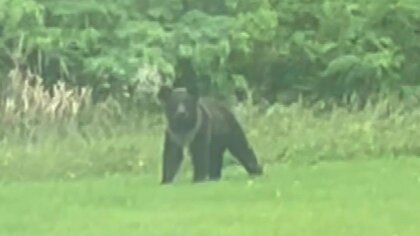 【最新】「アドレナリンが出て興奮状態。最後の生存本能を使って逆襲しようと試みる」“手負いのヒグマ”に専門家は警鐘鳴らす…ハンターが発砲＆命中も山に＿中学校近くでの出没に対策は？＜北海道初山別村＞