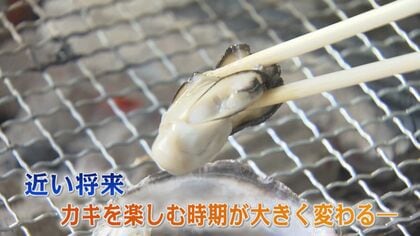 カキの常識を覆す 福岡市の新ブランド「唐泊恵比寿かき」　新品種は“産卵せず”…冬の味覚を夏場でも味わえる
