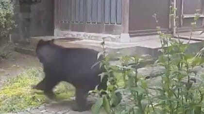 「成獣クマ」が住宅玄関前を駆け抜ける映像　富山市小杉で県内初の「緊急銃猟」発令も依然行方不明、付近の富山南高校で警戒対応が続く