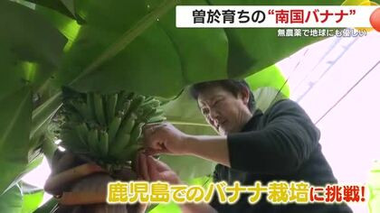 鹿児島・曽於育ちの“南国バナナ”　無農薬で地球にも優しい
