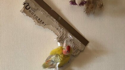 4月なのに2024年はもう終了!?インコにカレンダーを噛みちぎられ「良いお年をwww」どんな感情で見ていたのか聞いた