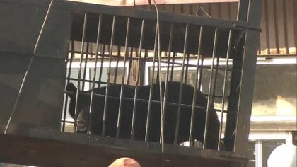 侵入から約24時間…畳店の作業小屋に“居座り”のクマ3頭を捕獲・駆除　日常戻り秋田・美郷町の住民ら安堵