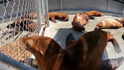 アシカとイルカが大量死　6月から200頭以上…温暖化の影響か　アメリカ・カリフォルニア州南部