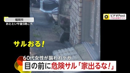 「玄関に座っとるけん、出るな！」サルが住宅街に出現…60代女性襲われけが　鉢合わせしたら一大事…警察は対応急ぐ　福岡市