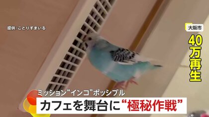 トム・クルーズさながら！「ミッション“インコ”ポッシブル」　カフェを舞台に極秘作戦！？アクションを遂行するインコが話題　大阪市