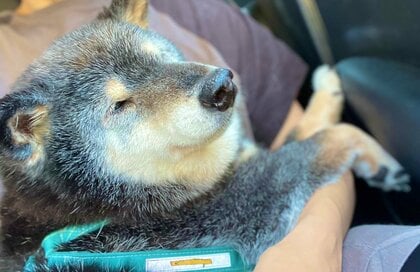 “ガクブル”からの安心して「スヤァ」…なぜ動物病院に行くと勘違い？柴犬“おじいワン”の変わりっぷりが可愛い