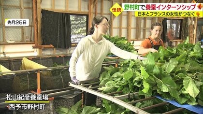 虫は苦手だったけど…今では「かわいい」日本とフランスの女性が“養蚕”インターシップ 次世代へ伝える養蚕の今と技術
