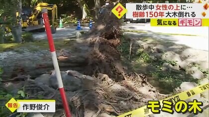 樹齢150年】「木の中から人を…」高さ10m、太さ1.7m モミの木が倒れ
