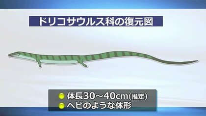 新種の可能性も 1億2900万年前の地層から国内最古級トカゲ類の化石