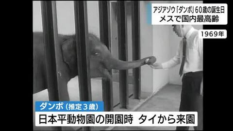 アジアゾウ「ダンボ」60歳に　日本平動物園の開園時にタイから静岡へ　メスとして国内最高齢　来園者が誕生日と還暦をお祝い