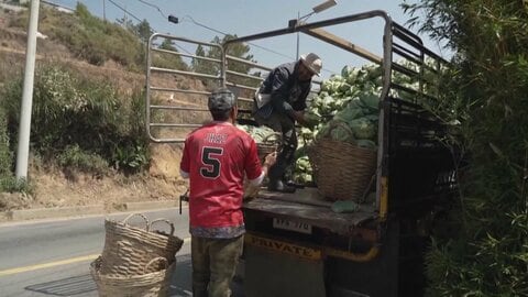 「何も残らない…」キャベツ1キロ売っても赤字、畑で腐らせる農家も　燃料高騰がアジア各国を直撃