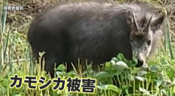 埼玉県秩父付近　害獣処分のニホンジカ　鹿の角 顔つき 角の長さ約51センチ② 天然記念物「ニホンカモシカ」埼玉で出没相次ぐ 農作物に被害も