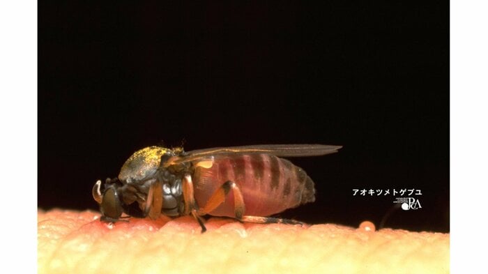 アオキツメトゲブユ(画像提供:日本ペストコントロール協会)