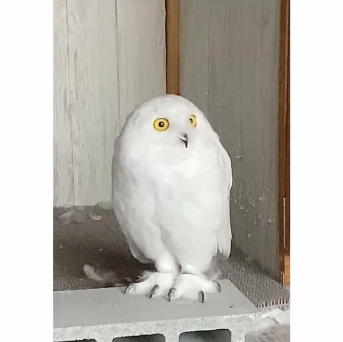 ニーベくん