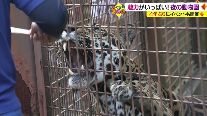 子供たちに大人気のイベント「ジャガーの給餌」