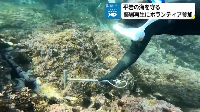 ハンマーでウニを駆除する